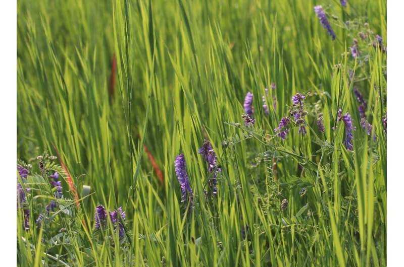 Evolutionary imbalance explains global plant invasions
