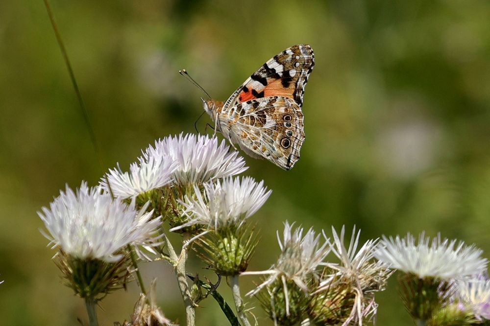 It’s a butterfly emergency: UK declares crisis as numbers plummet