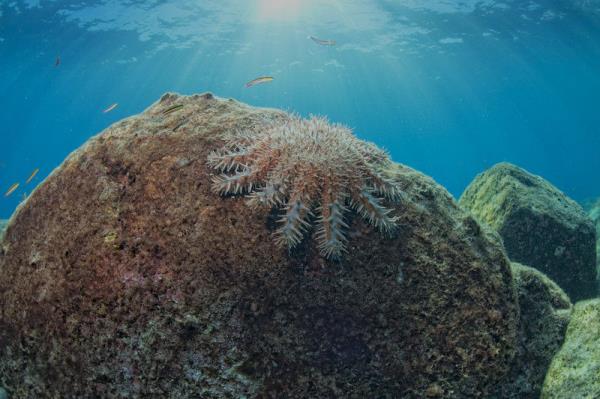 What are crown-of-thorns starfish?