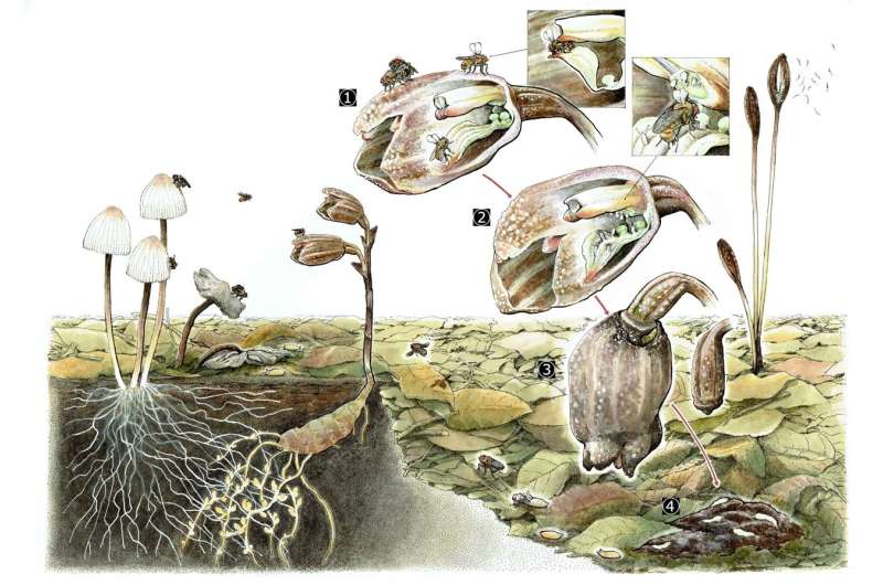 Fungi-eating plants and flies team up for reproduction